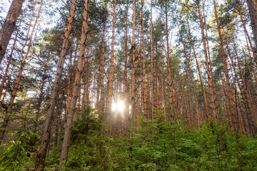 Fototapeta premium Pine forest. Slender row of trees