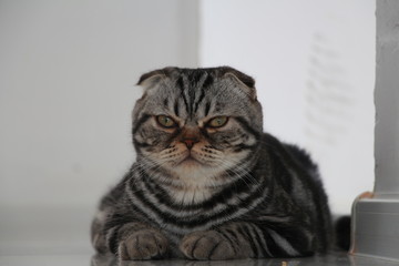 cat on black background