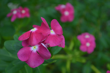 Dark pink Catharanthus flower from Central of Thailand