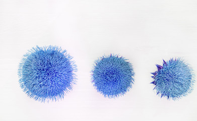 blue fluffy flowers on a white background. Natural floral natural background.
