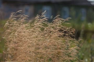 Yellowed grass. Summer grass in the village. Beautiful background with grass