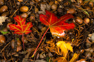 flat lay, fall scene with red and yellow leaves and acorns