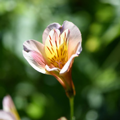 alstroemeria rose