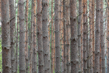 Pine forest. Slender row of trees