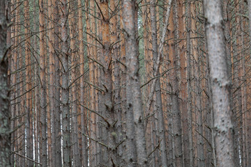 Obraz premium Pine forest. Slender row of trees