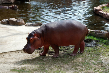 Young African Hippo Standing by the Pool on a Hot Summer Day