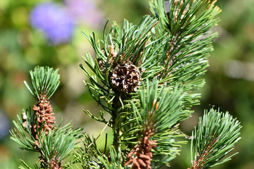 pomme de pin