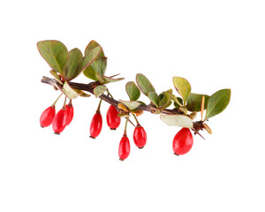 Ripe barberry berries on branch with leaves isolated on white.