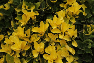 Fototapeta premium Yellow and green leaves of a bush