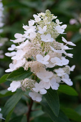 Blossoming white hydrangea in the morning garden and green background.