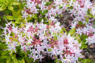 White-pink rhododendrons in bloossoming among green foliage