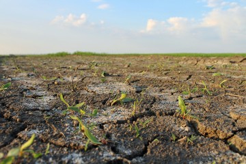 Dry, cracked earth. Kidney with poor vegetation