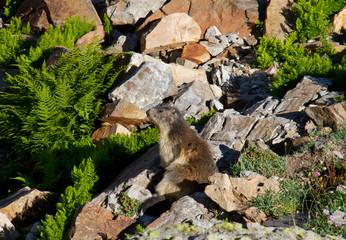 Alpine marmot in its natural habitat