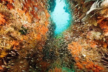 Reef scenic with soft corals, Siphonogorgia sp. and sweepers, Parapriacanthus ransonneti, Raja...