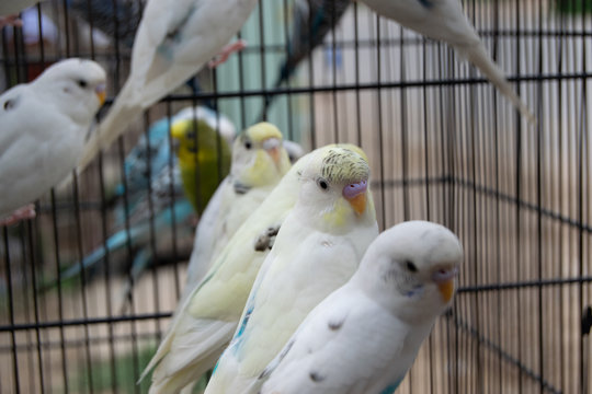 Beautiful White Birds Photography - Parrots