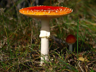 An autumn Mashroom season and picking. A family of two fly-agaric (Amanita) macro, close-up. Fabulous (Fairy) world of wildlife