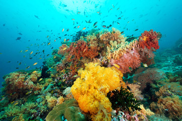 Fototapeta na wymiar Reef scenic with soft corals, Siphonogorgia sp., Raja Ampat Indonesia.