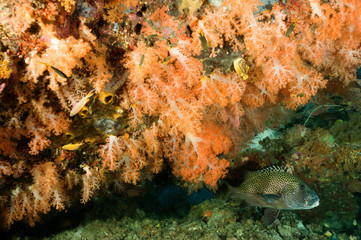 Fototapeta na wymiar Reef scenic with soft corals, Siphonogorgia sp., and many-spotted sweetlip, Plectorhinchus chaetodonoides, Raja Ampat Indonesia.