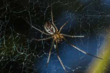 spider sits on a web waiting for a victim