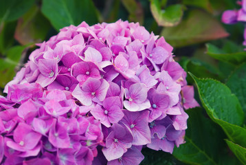 pink hydrangea flowers in the garden