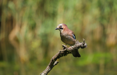 Close up of a Jay (Garrulus glandarius) bird.  Taken at Forest Farm Nature Reserve, Cardiff, 