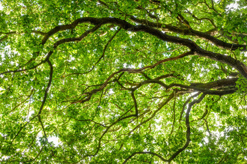 Large oak tree in Sherwood Forest, Nottingham, England, UK