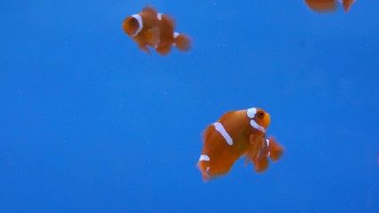 Video 4k of Spine cheek anemonefish (Premnas biaculeatus) in water