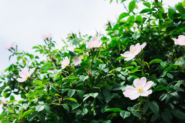 Obraz na płótnie Canvas Flowering rosehip