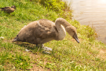 A little swan and a duck on the riverbank at sunset.