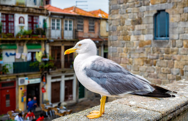 Urban seagull