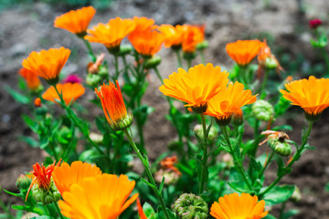 Obraz premium Calendula flowers in the garden