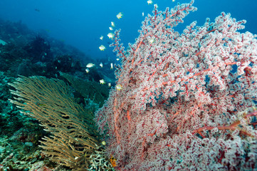 Fototapeta na wymiar Reef scenic with seafan, Siphonogorgia sp., and Acropora hard corals Raja Ampat Indonesia
