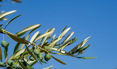 Close up of a green olives fruits on branches with leaves on blue sky background with copy space for your text. Natural background. ECO products.