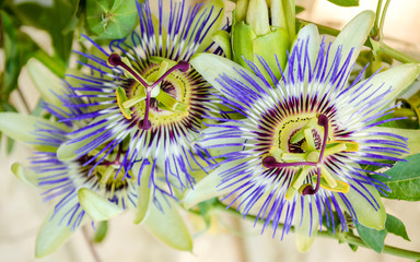 Fetid passionflower, Scarletfruit passionflower, Stinking passionflower (Passiflora foetida)
