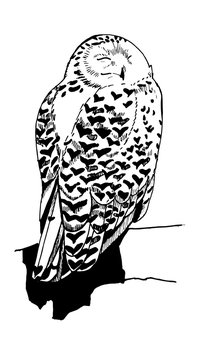 Black and white drawing of an owl