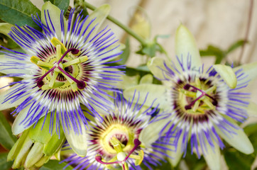 Fetid passionflower, Scarletfruit passionflower, Stinking passionflower (Passiflora foetida)