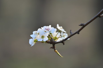 Obraz premium Pear flower in full bloom in spring