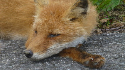 red fox