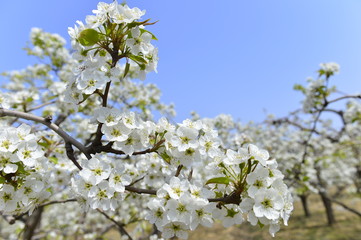 Pear flower in full bloom in spring