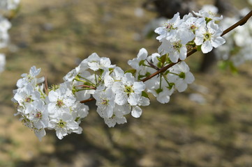 Pear flower in full bloom in spring
