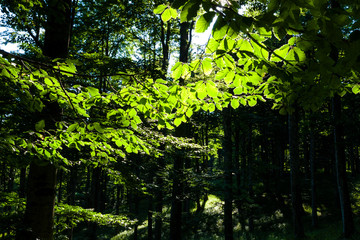 Obraz premium The plateau of Cansiglio