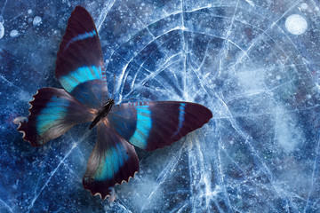 beautiful tropical butterfly sits on the ice with cracks. template for design.