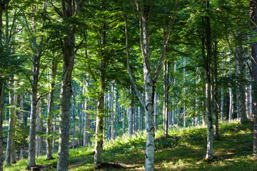 Obraz premium The plateau of Cansiglio
