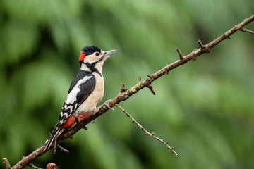 Great spotted woodpecker on a brach in the forest in the Netherlands