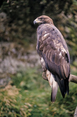 Aigle royal,.Aquila chrysaetos, Golden Eagle
