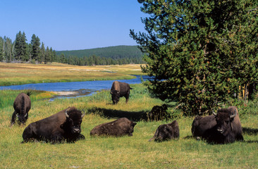 Bison d'Amérique, Bison bison, Parc national du Yellowstone , USA