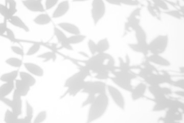 Overlay effect for photo. Gray shadow of the wild roses leaves and flower on a white wall. Abstract...