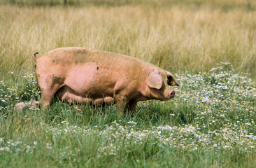 Cochon, porc, truie