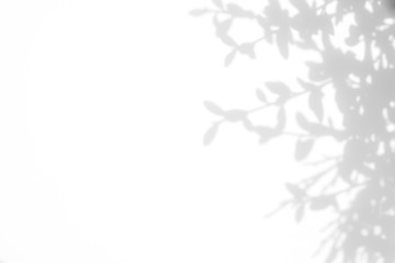 Overlay effect for photo. Gray shadow of tree leaves on a white wall. Abstract neutral nature concept blurred background. Space for text.