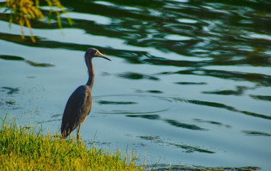Blue Heron contemplating over a pond